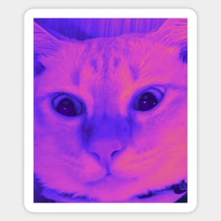 Cat stares into your soul v1 Sticker